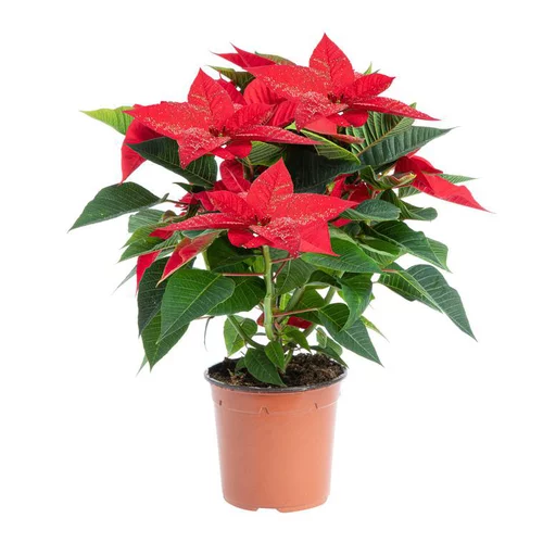 Poinsettia pailleté rouge en pot Ø 13 à 14 cm