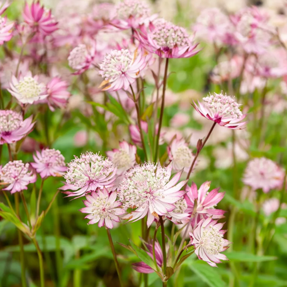 3 Astrances Major rosea Astrantia major rosea
