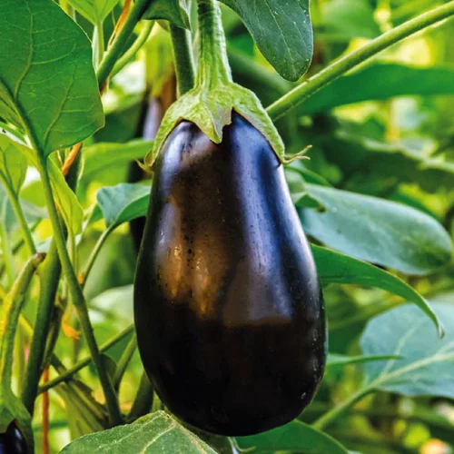 Plant Greffe Aubergine Ronde Bonica Bio. Le pot de 1 litre
