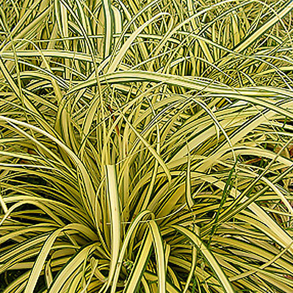 6 x Laîche panaché 'Evergold' – Carex oshimensis 'Evergold', godet 9cm x 9cm