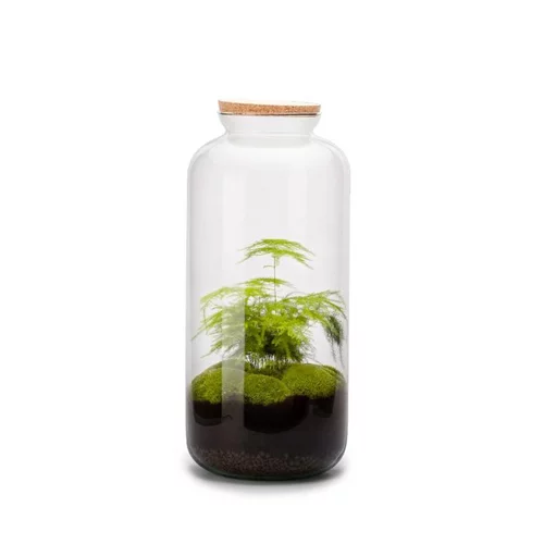 Terrarium Bonbonne en verre transparent Naturalys taille L - Ø 23 x 51 cm