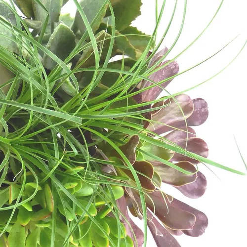 Succulentes - Le pot de 9 cm