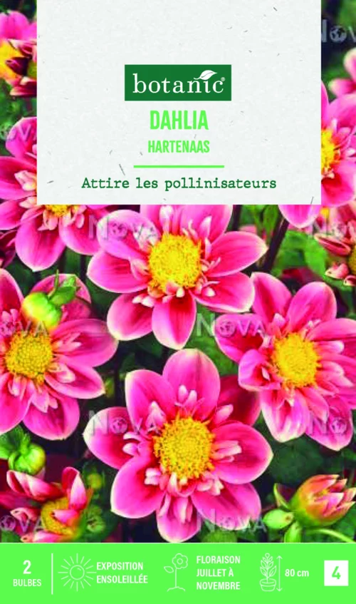 Bulbes de fleurs Dahlia collerette Hartenaas botanic® - 2 bulbes