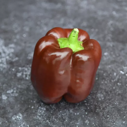 Biologische zaden van Paprika Chocolat