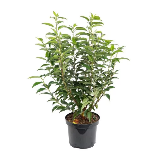Laurier du Portugal - pot 5 L