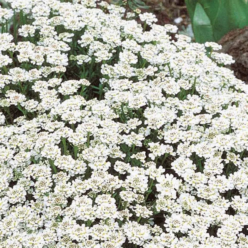 Corbeille d'argent vivace - Iberis Iberis sempervirens