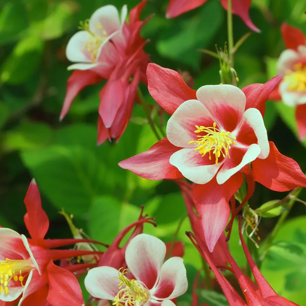 Ancolie Crimson Star Aquilegia Crimson Star