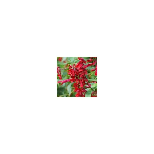 Sauge rouge - Le pot de 10.5 cm