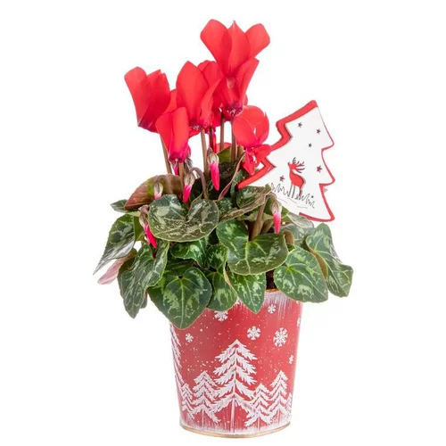 Composition de Noël mini cyclamen multicolore pot en zinc flocon rouge