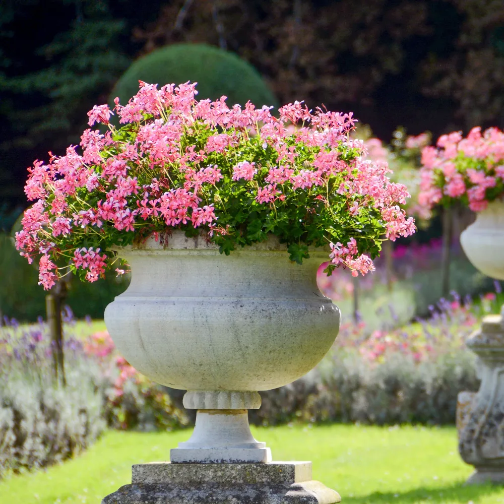 Géranium lierre rose Pelargonium peltatum