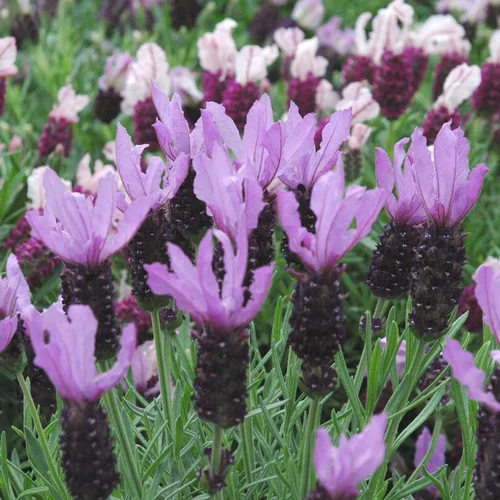 Lavande Papillon ou Stoechas à fleurs violettes - Le pot Ø 17 cm