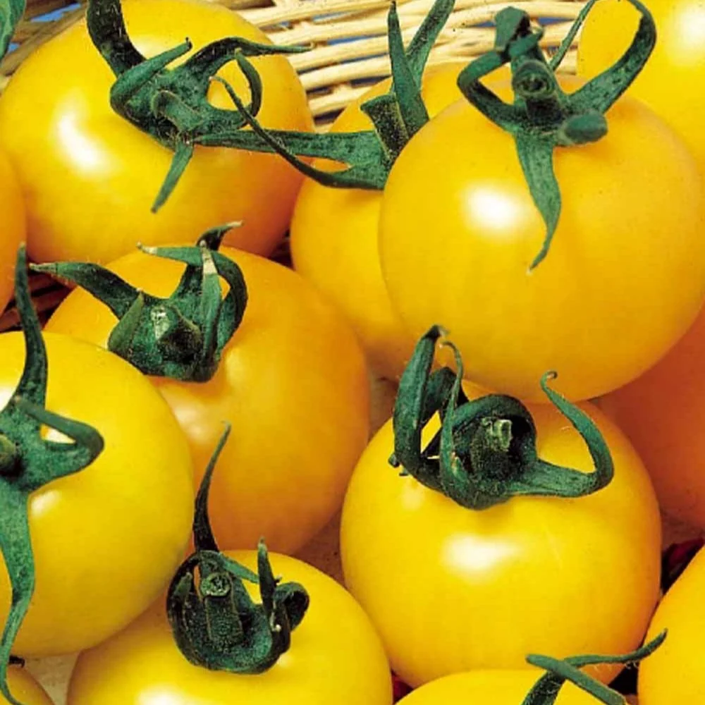 Tomate à fruits jaune Goldene Königin Solanum lycopersicum goldene königin