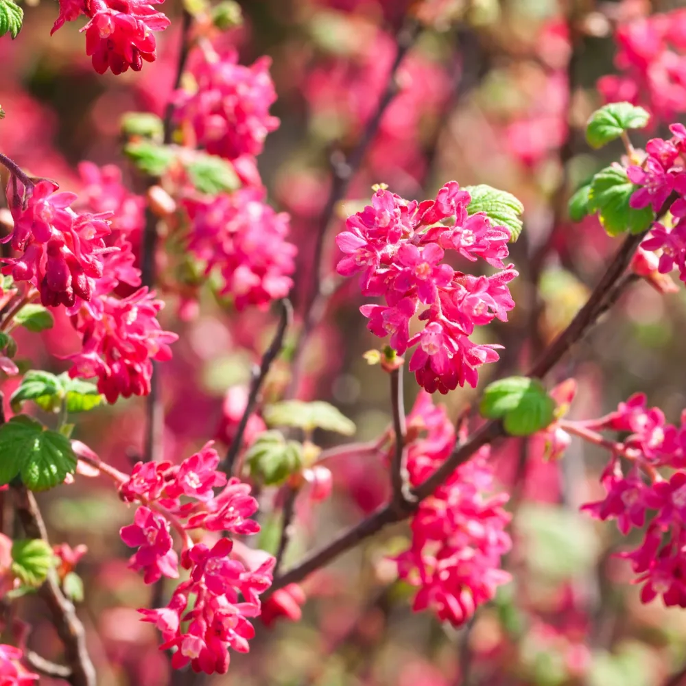 Groseillier à fleurs King Edward VII Ribes sanguineum King Edward VII