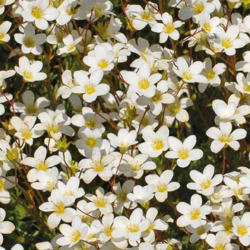 Saxifrage Mousse blanc - Le pot de 9 x 9 cm