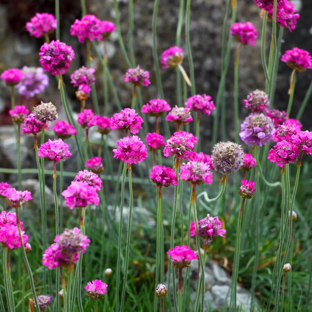 Gazon d'Espagne Splendens Armeria maritima 'splendens'