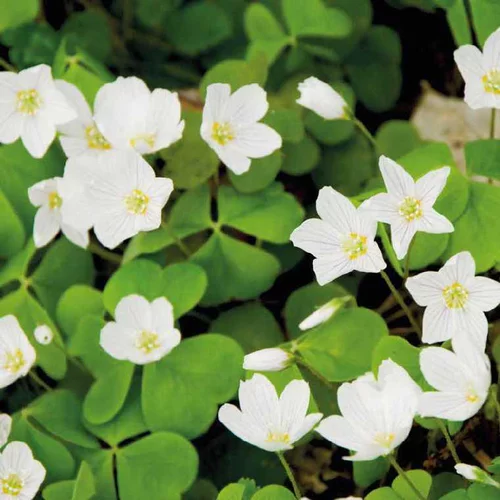 Oxalis trèfle à 4 feuilles blanc. Le pot de 9 x 9 cm
