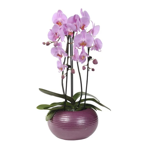 Orchidée Phalaenopsis 2 branches cascade en pot de 12 cm