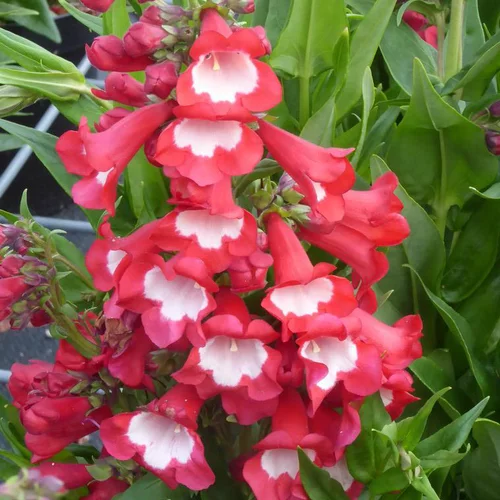 Penstemon - Le pot de Ø 19 cm