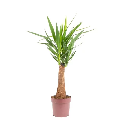 Yucca Maya vert. Ø 21 cm x H 90 cm