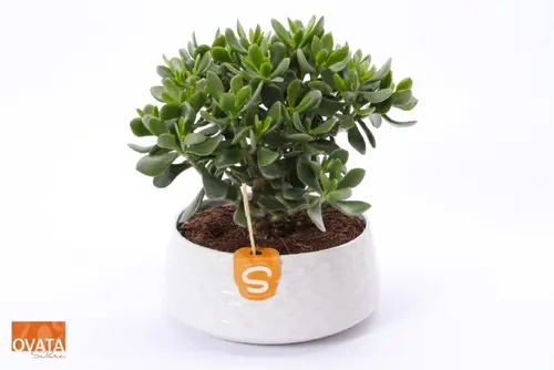 Crassula. La coupe de Ø 22 x H 20 cm