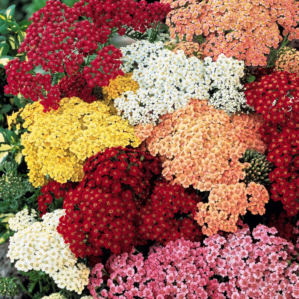 3 Achillées en mélange Achillea