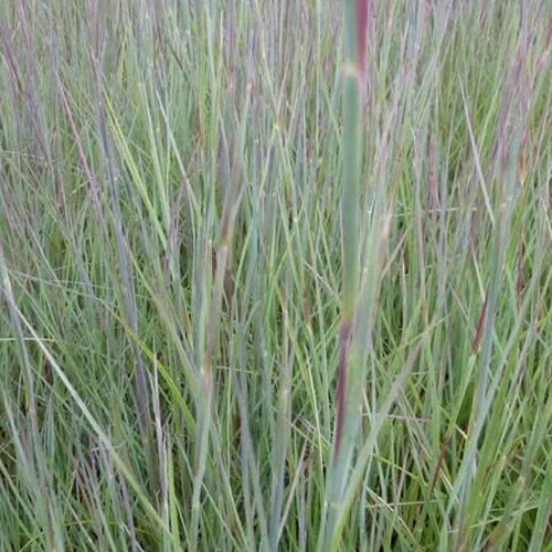 Andropogon Prairie Blues Schizachyrium scoparium Prairie Blues