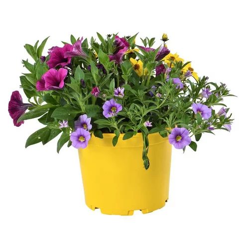 Mélange confetti - Le pot de 2,5 litres