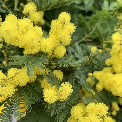Mimosa (Acacia). Le pot de 4 litres