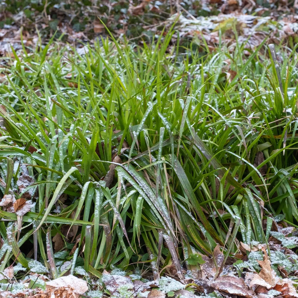 Luzule des bois Luzula sylvatica