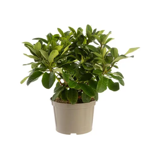 Rhododendron van wilgens rouge en pot de 7,5 L