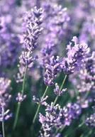Lavande Dutch Lavender en pot de 4 litres