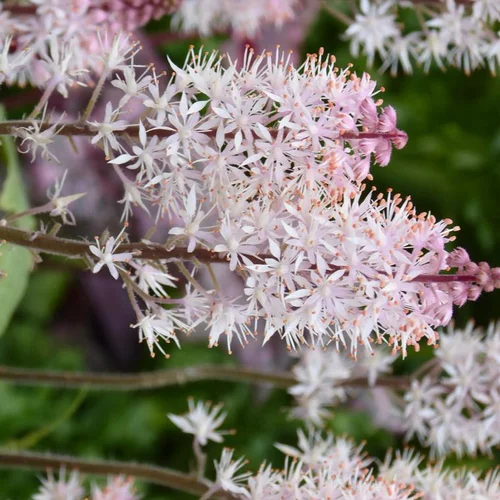 Tiarella - Le pot de 2 litres