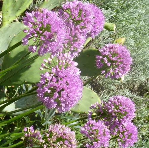 Allium Millennium. Le pot de 17 cm