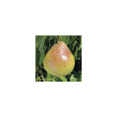 Pommier Tentation® Delblush. En racine nue, forme palmette U simple