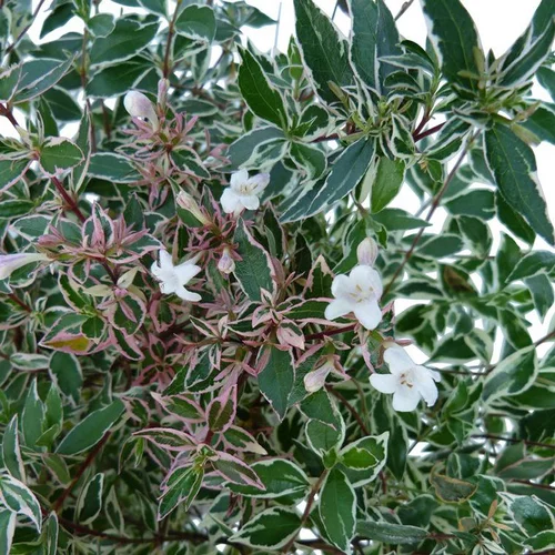 Abélia Grandiflora Conti blanc. Le pot de 5 litres