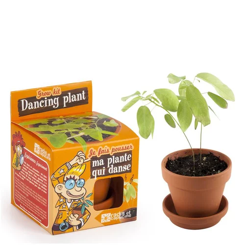 Pot avec coupelle et plante qui danse Ø8 cm