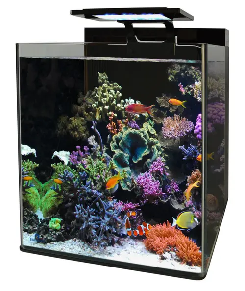 Aquarium reef 90 Blue Marine