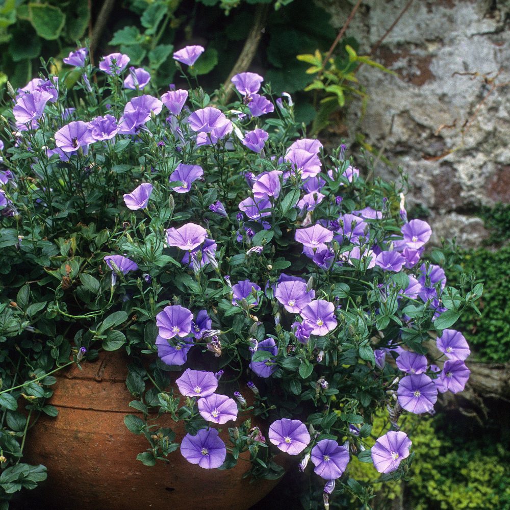 Liseron de Mauritanie Deep Blue Convolvulus manati Deep Blue