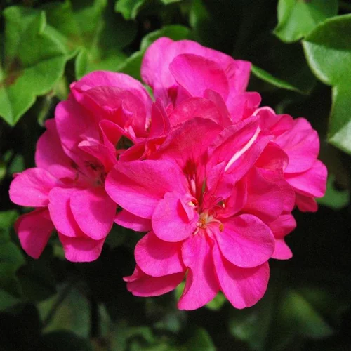 Geranium Lierre double Label rouge - Le pot de 3 litres