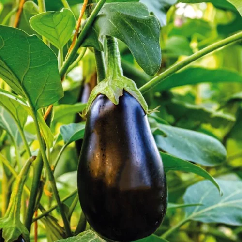 Aubergine Ronde Bonica Bio. La barquette de 3 plants