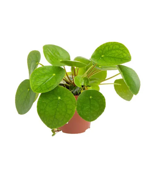 Pilea (Plante à monnaie chinoise) vert. Le pot Ø 12 cm