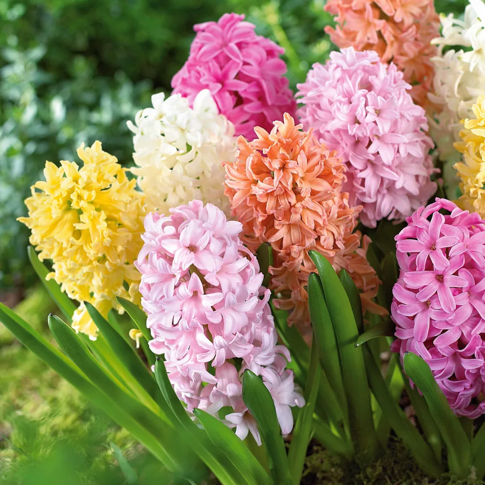 20 Jacinthes pastel en mélange Hyacinthus