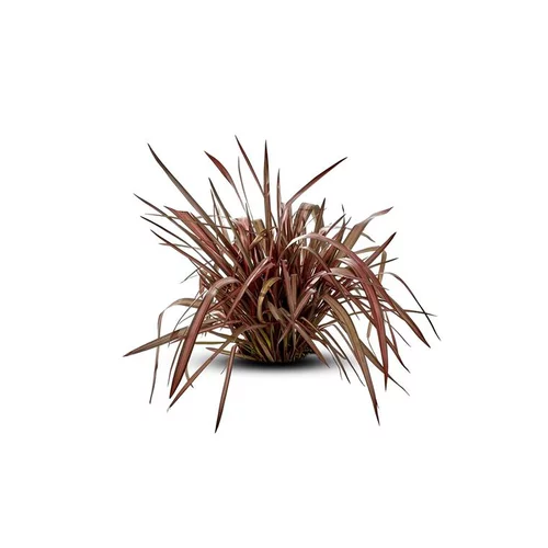 Phormium Atropurpurea (Lin de Nouvelle Zélande pourpre) en pot de 5 L rouge