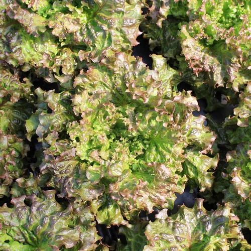 Laitue Batavia Rouge Bio. La barquette de 12 plants
