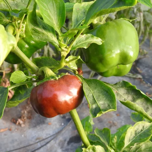 Biologische zaden van Paprika Mini Bell chocolade