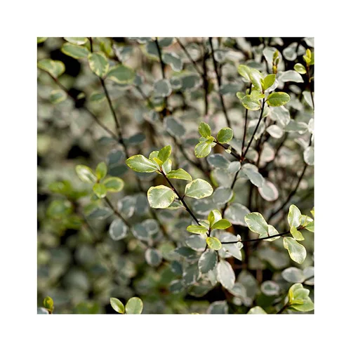 Pittosporum tenuifolium victoria en pot de 3 litres