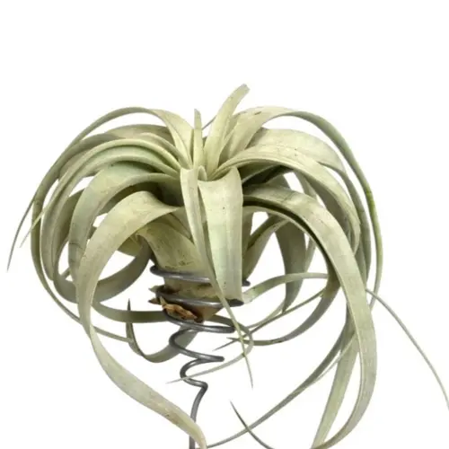 Tillandsia mix vert 15 cm