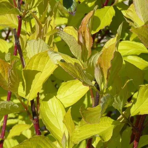 Cornouiller blanc Aurea (Cornus Alba). Le pot de 4 litres