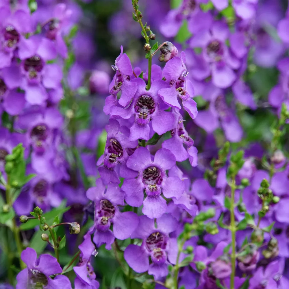 Angélonia Angelonia