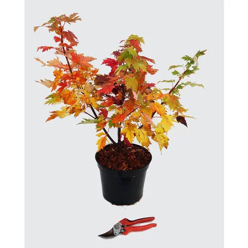 Acer X Freemani Celebration Celzam (Erable de Freeman célébration) 60/80 en pot de 5 L orange